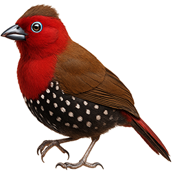 Peters’s Twinspot